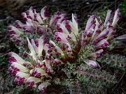 Pedicularis centranthera 17-5185